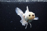 Thai Oranda  Panda 4 Inch (ID#218T5c-74) Free2Day SHIPPING