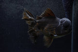 Thai Oranda  Black 6 Inch (ID#1217To6b-88)