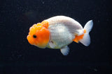 Juvenile Lionchu  Red White 3.5 Inch (ID#1112R11b-19) Free2Day SHIPPING