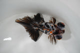 Butterfly  Calico 4.5 Inch (ID#1008B8b-10) Free2Day SHIPPING