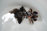 Butterfly  Calico 4.5 Inch (ID#1008B8b-10) Free2Day SHIPPING