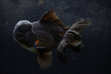 Thai Oranda  Black 6 Inch (ID#1217To6b-88)