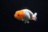 Juvenile Lionchu  Red White 3.5 Inch (ID#1112R11b-19) Free2Day SHIPPING