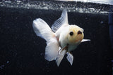 Thai Oranda  Panda 4 Inch (ID#218T5c-74) Free2Day SHIPPING