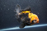 Thai Oranda  Tricolor 5.5 Inch (ID#1011To6b-110)