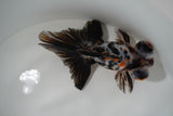 Butterfly  Calico 4.5 Inch (ID#1008B8b-10) Free2Day SHIPPING