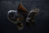 Thai Oranda  Black 6 Inch (ID#1217To6b-88)