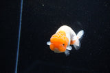 Juvenile Lionchu  Red White 3.5 Inch (ID#1112R11b-19) Free2Day SHIPPING