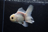 Thai Oranda  Panda 4 Inch (ID#218T5c-74) Free2Day SHIPPING