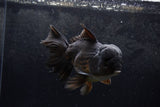 Thai Oranda  Black 6 Inch (ID#1217To6b-88)