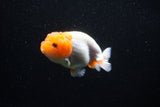 Juvenile Lionchu  Red White 3.5 Inch (ID#1112R11b-19) Free2Day SHIPPING