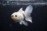 Thai Oranda  Panda 4 Inch (ID#218T5c-74) Free2Day SHIPPING