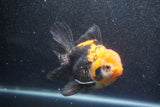 Thai Oranda  Tricolor 5.5 Inch (ID#1011To6b-110)