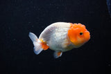 Juvenile Lionchu  Red White 3.5 Inch (ID#1112R11b-19) Free2Day SHIPPING