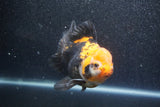 Thai Oranda  Tricolor 5.5 Inch (ID#1011To6b-110)