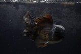 Thai Oranda  Black 6 Inch (ID#1217To6b-88)