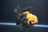 Thai Oranda  Tricolor 5.5 Inch (ID#1011To6c-110)