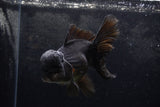 Thai Oranda  Black 6 Inch (ID#1217To6b-88)