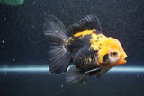 Thai Oranda  Tricolor 5.5 Inch (ID#1011To6c-110)