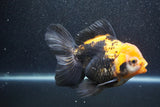 Thai Oranda  Tricolor 5.5 Inch (ID#1011To6b-110)