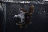 Thai Oranda  Black 6 Inch (ID#1217To6b-88)