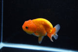 Juvenile Lionchu  Red White 3 Inch (ID#1112R11b-20) Free2Day SHIPPING