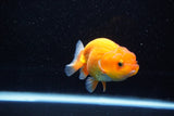 Juvenile Lionchu  Red White 3 Inch (ID#1112R11b-20) Free2Day SHIPPING