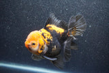 Thai Oranda  Tricolor 5.5 Inch (ID#1011To6b-110)