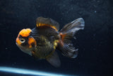 Thai Oranda  Tricolor 5.5 Inch (ID#1217To6b-89)