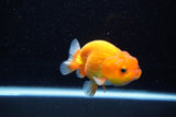 Juvenile Lionchu  Red White 3 Inch (ID#1112R11b-20) Free2Day SHIPPING