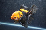 Thai Oranda  Tricolor 5.5 Inch (ID#1011To6c-110)