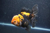 Thai Oranda  Tricolor 5.5 Inch (ID#1011To6b-110)