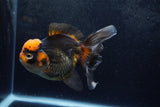 Thai Oranda  Tricolor 5.5 Inch (ID#1217To6b-89)