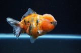 Yuan Bao Oranda  Calico 4 Inch (ID#304Yb10b-62) Free2Day SHIPPING