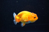 Juvenile Lionchu  Red White 3 Inch (ID#1112R11b-20) Free2Day SHIPPING