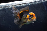 Thai Oranda  Tricolor 5.5 Inch (ID#1217To6b-89)