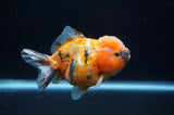 Yuan Bao Oranda  Calico 4 Inch (ID#304Yb10b-62) Free2Day SHIPPING