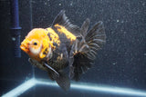 Thai Oranda  Tricolor 5.5 Inch (ID#1011To6b-110)