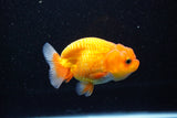 Juvenile Lionchu  Red White 3 Inch (ID#1112R11b-20) Free2Day SHIPPING