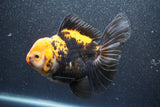 Thai Oranda  Tricolor 5.5 Inch (ID#1011To6c-110)