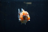 Yuan Bao Oranda  Calico 4 Inch (ID#304Yb10b-62) Free2Day SHIPPING