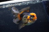 Thai Oranda  Tricolor 5.5 Inch (ID#1217To6b-89)