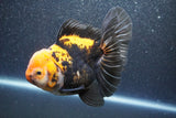 Thai Oranda  Tricolor 5.5 Inch (ID#1011To6c-110)