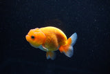 Juvenile Lionchu  Red White 3 Inch (ID#1112R11b-20) Free2Day SHIPPING