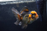 Thai Oranda  Tricolor 5.5 Inch (ID#1217To6b-89)