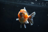 Yuan Bao Oranda  Calico 4 Inch (ID#304Yb10b-62) Free2Day SHIPPING