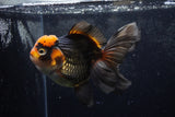 Thai Oranda  Tricolor 5.5 Inch (ID#1217To6b-89)