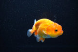 Juvenile Lionchu  Red White 3 Inch (ID#1112R11b-20) Free2Day SHIPPING