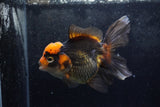 Thai Oranda  Tricolor 5.5 Inch (ID#1217To6b-89)