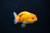 Juvenile Lionchu  Red White 3 Inch (ID#1112R11b-20) Free2Day SHIPPING